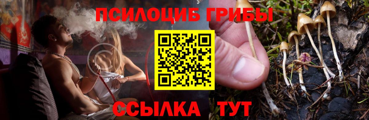 Шатура  Псилоцибиновые грибы мицелий  Вход с VPN  Псилоцибиновые грибы GOLDEN TEACHER 